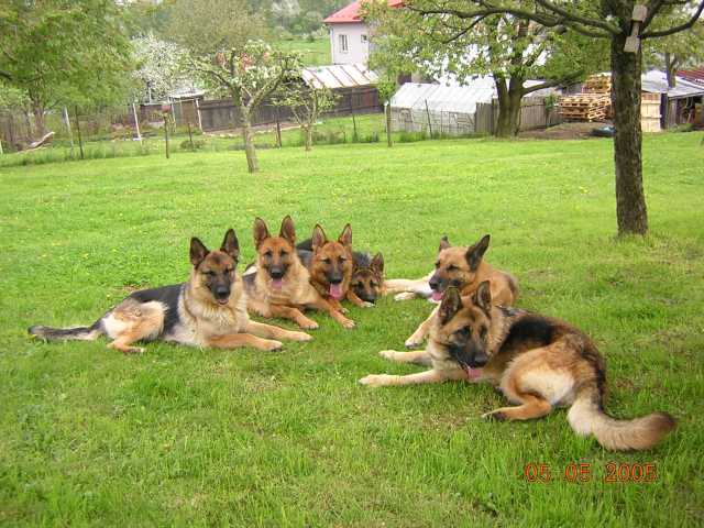 tl_files/lonadard/fotogalerie/lonadard/psiska-na-zahrade.jpg